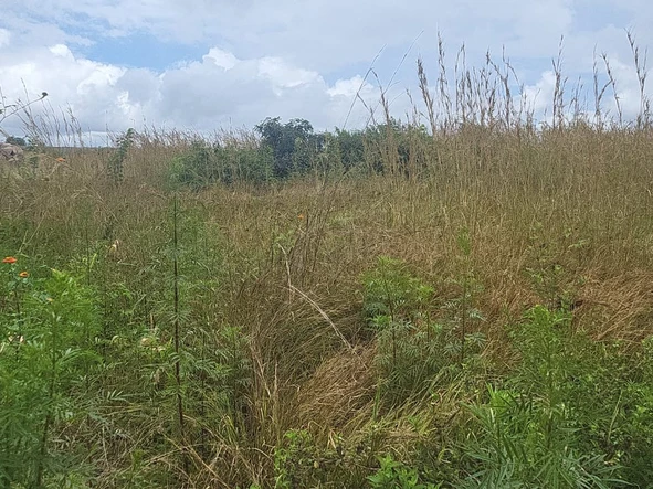 Commercial & Industrial Land