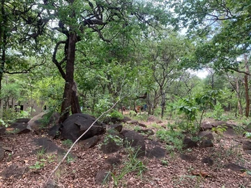 Stands & Residential Land