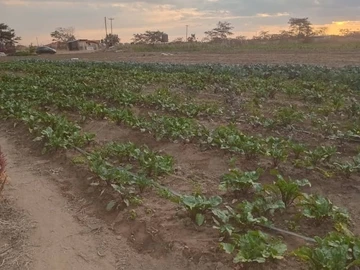 Farm & Agricultural Land