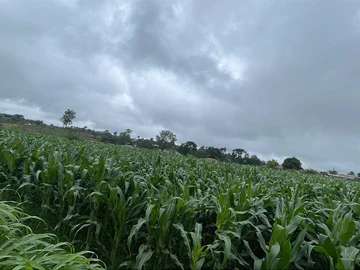 Commercial & Industrial Land