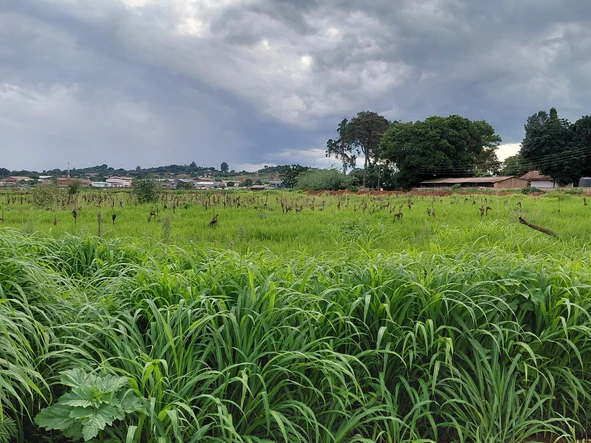 Stands & Residential Land