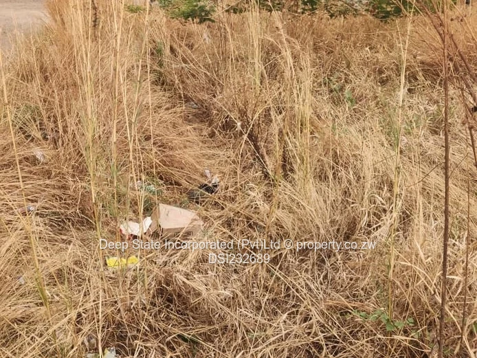 Glaudina stand for sale. 