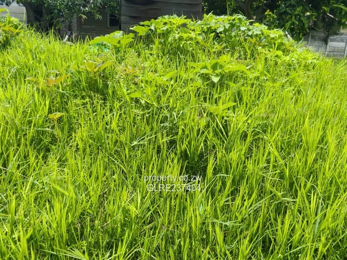 Mabelreign stand for Sale