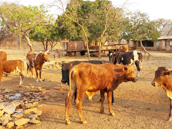 Farm & Agricultural Land