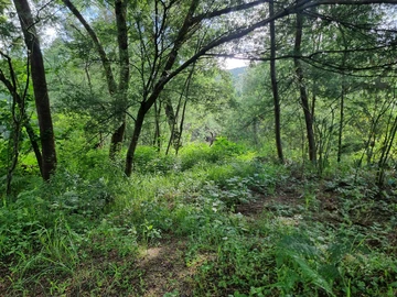 Farm & Agricultural Land