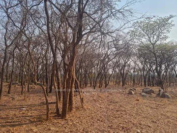 Farm & Agricultural Land