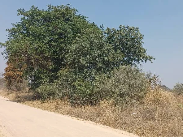 Farm & Agricultural Land