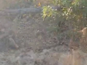 Farm & Agricultural Land