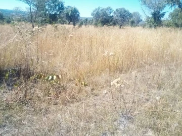 Farm & Agricultural Land