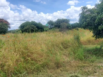 Farm & Agricultural Land