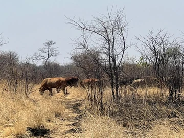 Farm & Agricultural Land