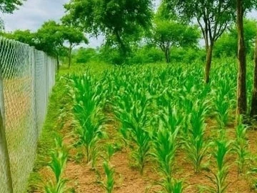 Stands & Residential Land