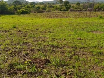 Farm & Agricultural Land