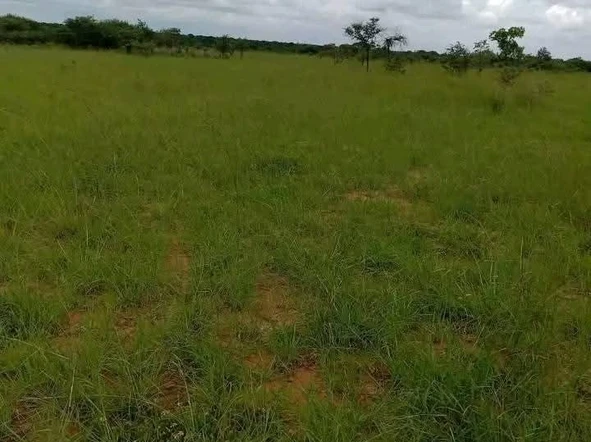 Commercial & Industrial Land