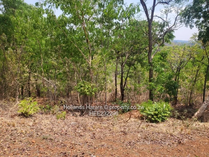 Shawasha Hills Stand For Sale (Sole Mandate)