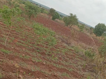 Stands & Residential Land