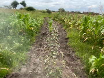 Farm & Agricultural Land