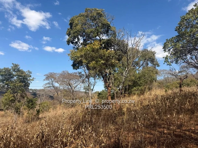Premium Stand For Sale - Glen Lorne