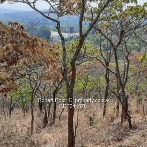 Prime 1-Hectare Stand in Umwinsdale