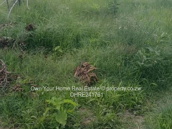 2,000m² Waterfalls Stand — Cleared & Partially Cultivated