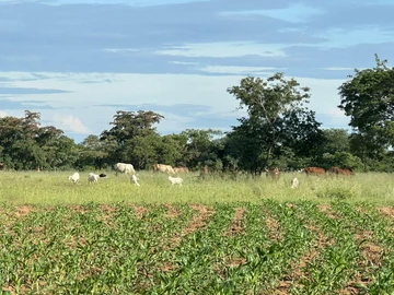 Farm & Agricultural Land