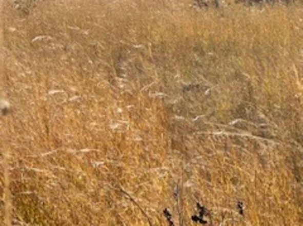 Farm & Agricultural Land