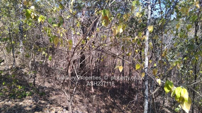 5,000 m² Glen Lorne — Sloping, Tree-lined Building Plot