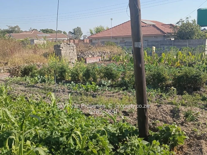 Stand For Sale – Zimre Park