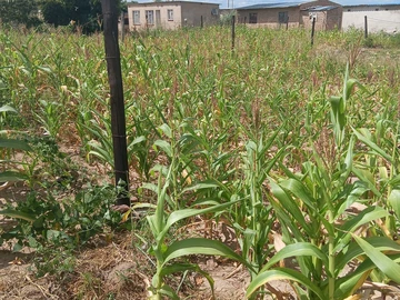 Stands & Residential Land