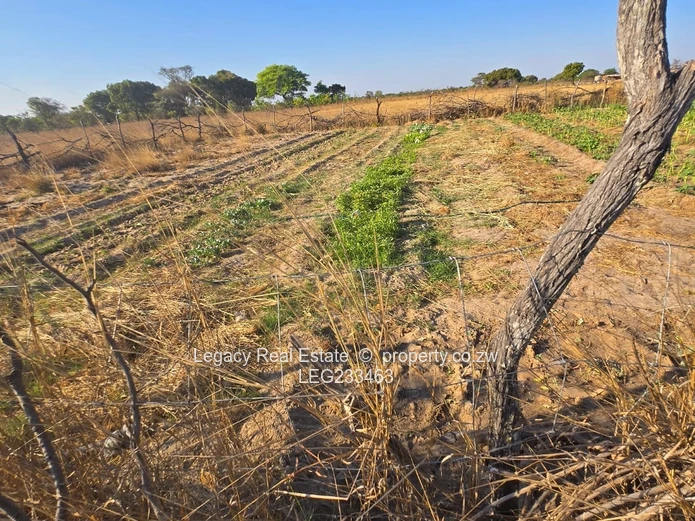 Beatrice Plot for Sale