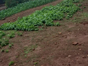 Stands & Residential Land