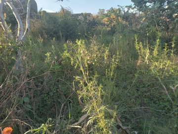 Commercial & Industrial Land