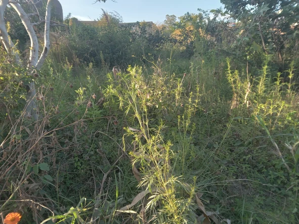 Commercial & Industrial Land