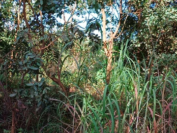 Farm & Agricultural Land