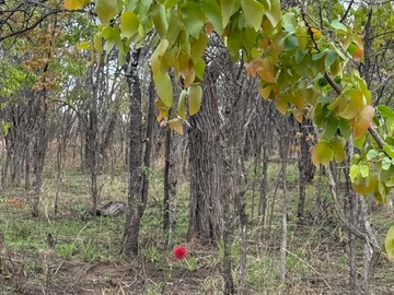 Farm & Agricultural Land