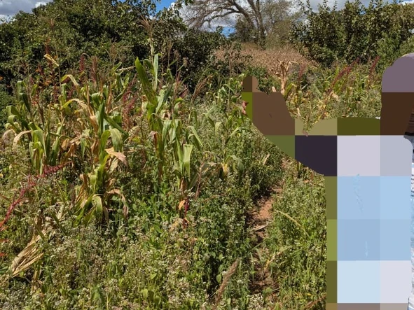 Commercial & Industrial Land
