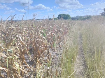 Commercial & Industrial Land