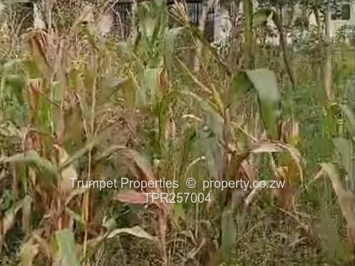 300 m² Serviced Stand in Kuwadzana Ext— Maize-Cropped Plot