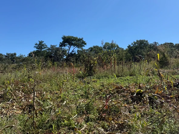 Farm & Agricultural Land