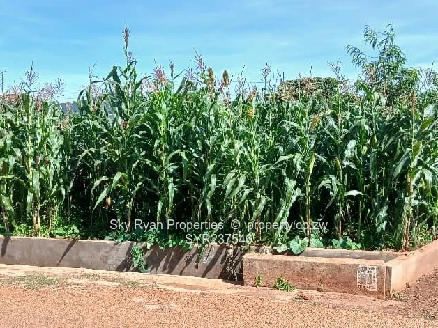 Cold Comfort Stand For Sale 