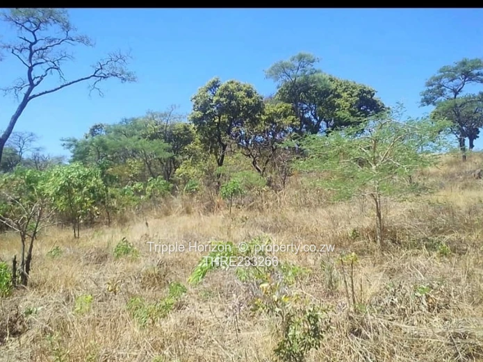 Shawasha hills stand 