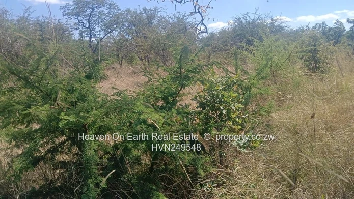 Farm for sale