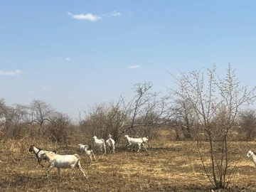 Farm & Agricultural Land