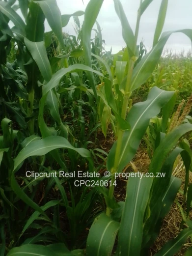 Mufakose stand behind ruzivo primary school  (Sole Mandate)