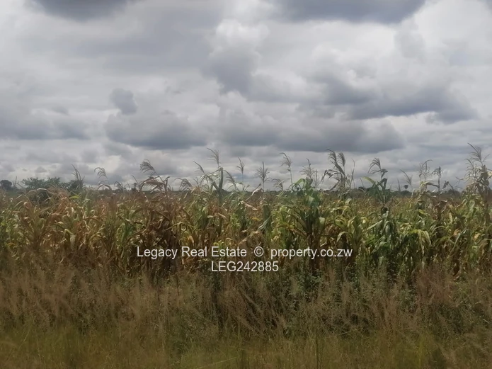 Zvimba Farm for Sale – 50.6 Hectares with Title Deeds