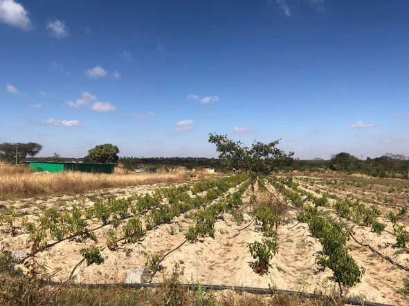 Farm & Agricultural Land