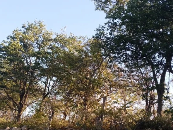 Commercial & Industrial Land