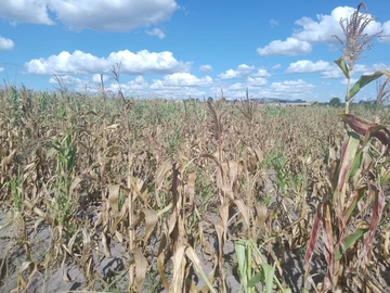 Commercial & Industrial Land