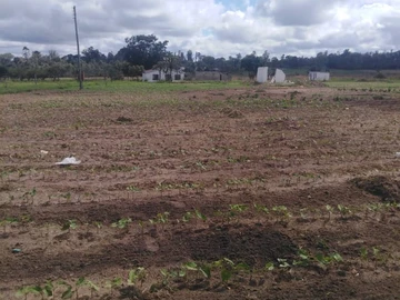 Farm & Agricultural Land