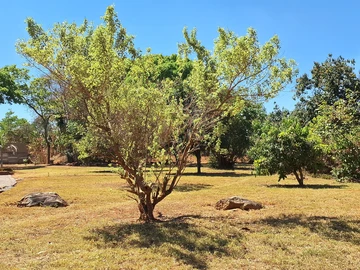 Stands & Residential Land